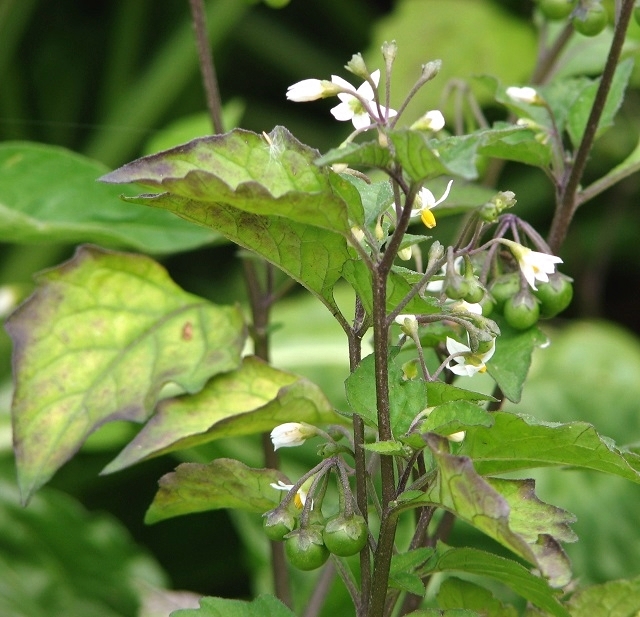 Pianta fiorita di morella, con foglie verdi e fiori bianchi a stella.