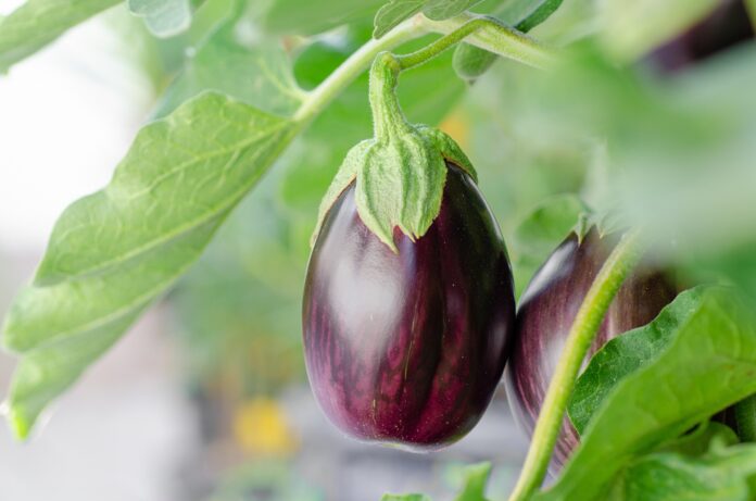 Melanzana, tesoro della buona tavola e utile per la salute - Zetatielle Magazine - kathas_fotos-eggplant-7373425_1920 Due melanzane viola che pendono tra le foglie verdi.