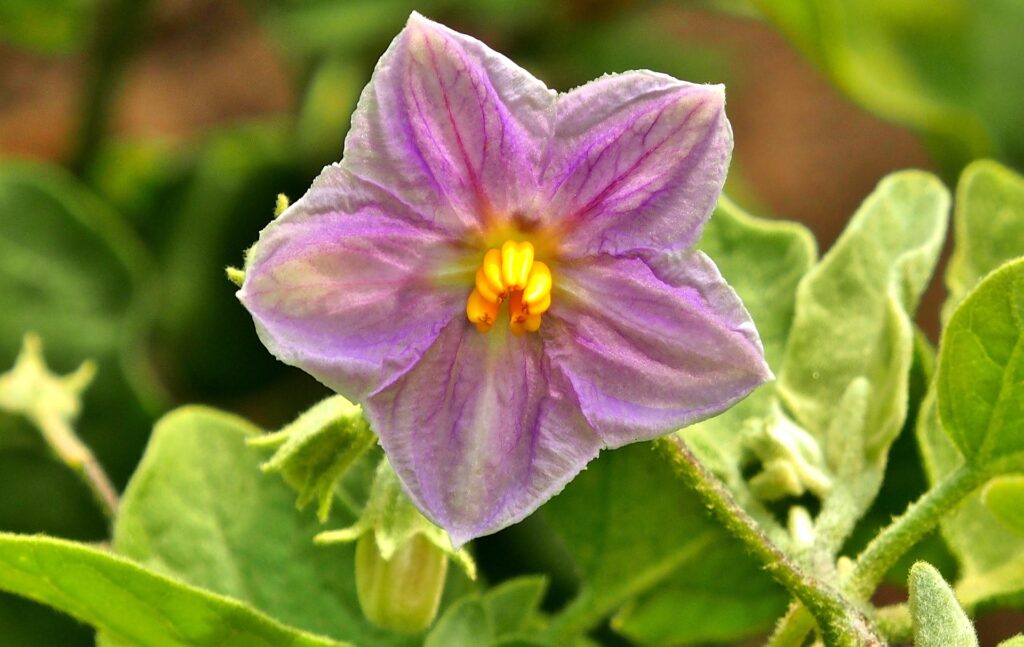 Particolare del fiore violetto a stella, con 5 lobi appuntiti e stami gialli al centro.