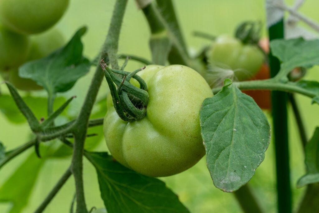 Esempio di pianta della famiglia delle Solanacee: particolare di pomodoro verde, non ancora maturo.