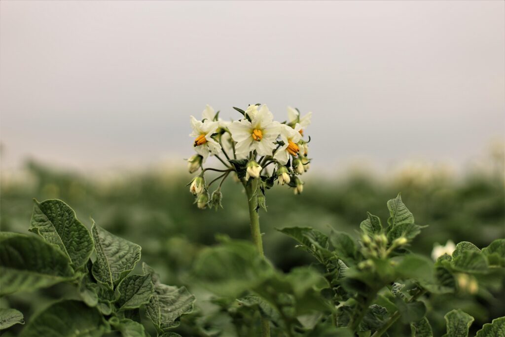 Infiorescenza di patata, con fiori bianchi, che svetta su un campo di foglie verdi, con sfondo di cielo grigio.