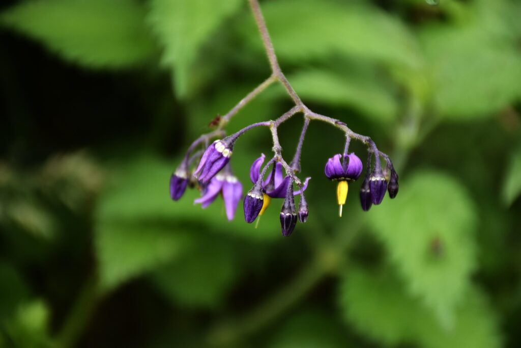 Infiorescenza di dulcamara, con fiorellini viola e gialli, che pende su sfondo sfocato di foglie verdi.