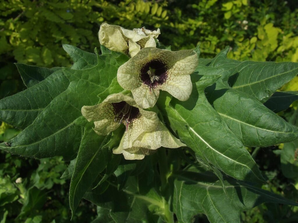 Altra specie della famiglia delle Solanacee: fiori biancastri di giusquiamo in primo piano, a simmetria raggiata, tra foglie verdi.