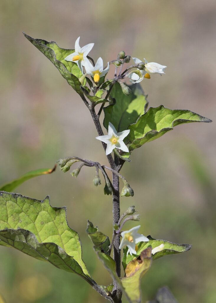 Particolare di infiorescenza a corimbo su sommità fiorita, con fiori bianchi a stella.