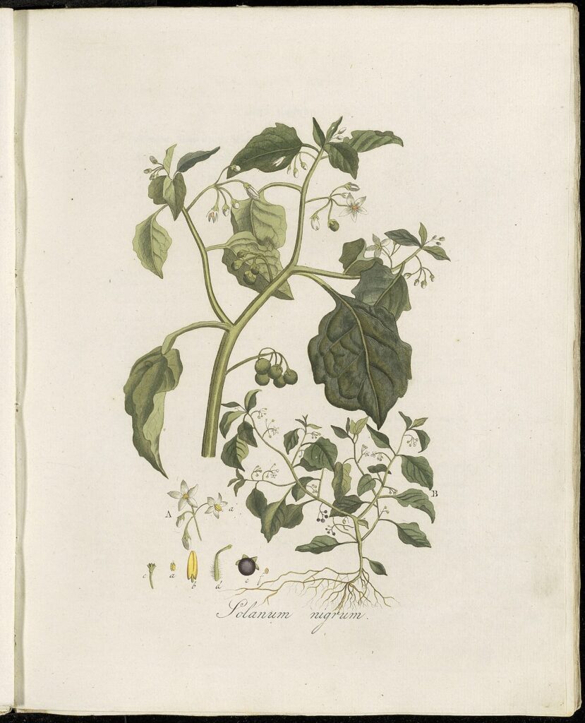 Disegno scientifico con radici, fusto, rami, foglie, fiori e bacche.