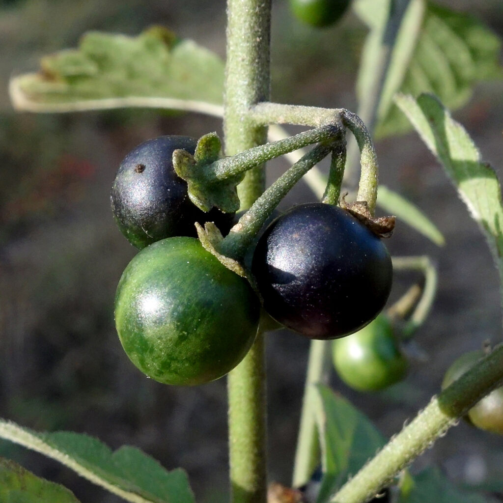 Particolare di 3 bacche dei morella, appese alla pianta, di cui due mature nere e una verde ancora acerba.